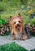 DOG 02 FA0115 01
Yorkshire Terrier Sitting In Garden
