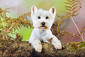 DOG 02 JD0001 01
West Highland Terrier Looking Over Log
