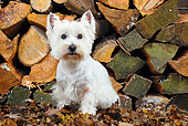 DOG 02 JD0003 01
West Highland Terrier Sitting By Log Pile