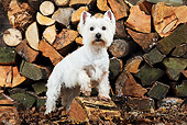 DOG 02 JD0004 01
West Highland Terrier Standing By Log Pile
