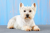 DOG 02 JD0006 01
West Highland Terrier Laying By Blue Wall