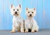 DOG 02 JD0007 01
Two West Highland Terriers Sitting By Blue Wall