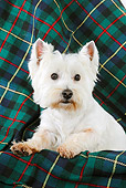 DOG 02 JD0008 01
West Highland Terrier Laying On Plaid Blanket