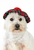 DOG 02 JD0009 01
West Highland Terrier Wearing Plaid Hat On White Seamless