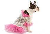 DOG 02 JE0004 01
Boston Terrier Wearing Pink And White Dress Sitting On White Seamless