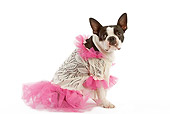 DOG 02 JE0005 01
Boston Terrier Wearing Pink And White Dress Sitting On White Seamless