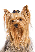 DOG 02 JE0007 01
Head Shot Of Yorkshire Terrier Sitting On White Seamless