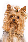 DOG 02 JE0008 01
Head Shot Of Yorkshire Terrier Sitting On White Seamless