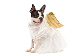DOG 02 JE0012 01
Boston Terrier Wearing Angel Costume Sitting On White Seamless
