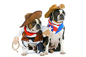 DOG 02 JE0013 01
Boston Terriers Wearing Cowboy Costumes Sitting On White Seamless