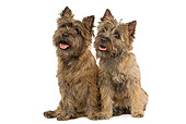 DOG 02 JE0016 01
Cairn Terriers Sitting On White Seamless
