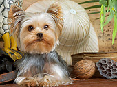 DOG 02 JE0028 01
Yorkshire Terrier Laying By Safari Hat