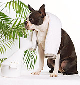 DOG 02 JE0034 01
Boston Terrier Sitting With Towel Around Neck On White Seamless