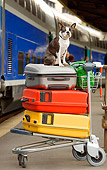 DOG 02 JE0035 01
Boston Terrier Sitting On Luggage At Train Station