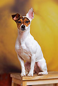 DOG 02 JE0037 01
Jack Russell Terrier Sitting On Platform