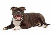 DOG 02 JE0040 01
American Staffordshire Terrier Laying On White Seamless