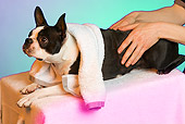 DOG 02 JE0042 01
Boston Terrier Laying On Table Getting Massage