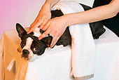 DOG 02 JE0043 01
Boston Terrier Laying On Table Getting Massage