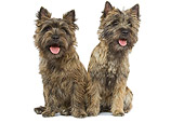 DOG 02 JE0044 01
Two Cairn Terriers Sitting On White Seamless