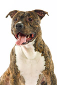 DOG 02 JE0048 01
Close-Up Of American Staffordshire Terrier Sitting On White Seamless