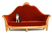 DOG 02 JE0050 01
Boston Terrier Sitting On Red Sofa On White Seamless