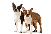 DOG 02 JE0054 01
Boston Terriers Standing On White Seamless