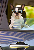 DOG 02 JE0056 01
Boston Terrier Leaning Out Of Car Window Wearing Sunglasses