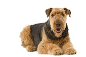 DOG 02 JE0057 01
Airedale Terrier Laying On White Seamless