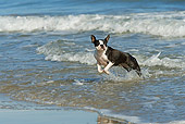 DOG 02 JE0064 01
Boston Terrier Running On Beach
