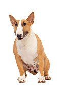 DOG 02 JE0065 01
Bull Terrier Sitting On White Seamless