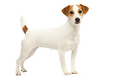 DOG 02 JE0066 01
Jack Russell Terrier Standing On White Seamless