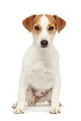 DOG 02 JE0067 01
Jack Russell Terrier Sitting On White Seamless
