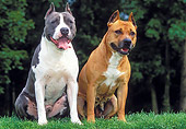 DOG 02 JE0068 01
Two American Staffordshire Terriers Sitting On Grass