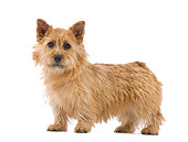 DOG 02 JE0069 01
Norwich Terrier Standing On White Seamless