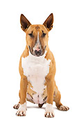 DOG 02 JE0073 01
Bull Terrier Sitting On White Seamless