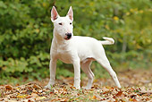 DOG 02 JE0074 01
Miniature Bull Terrier Standing On Grass And Fallen Leaves
