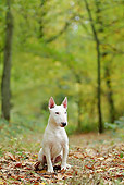 DOG 02 JE0075 01
Miniature Bull Terrier Sitting In Woods
