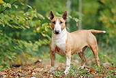 DOG 02 JE0076 01
Miniature Bull Terrier Standing On Grass And Fallen Leaves