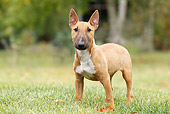 DOG 02 JE0077 01
Miniature Bull Terrier Standing On Grass Field