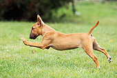 DOG 02 JE0078 01
Miniature Bull Terrier Running Through Grass Field