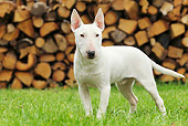 DOG 02 JE0079 01
Miniature Bull Terrier Standing On Grass By Woodpile
