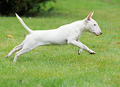 DOG 02 JE0080 01
Miniature Bull Terrier Running Through Grass Field