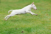 DOG 02 JE0081 01
Miniature Bull Terrier Running Through Grass Field