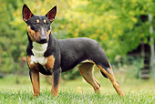 DOG 02 JE0082 01
Miniature Bull Terrier Standing On Grass Field