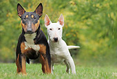 DOG 02 JE0083 01
Two Miniature Bull Terriers Standing On Grass Field