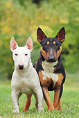 DOG 02 JE0084 01
Two Miniature Bull Terriers Standing On Grass Field