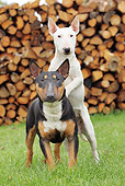 DOG 02 JE0085 01
Two Miniature Bull Terriers Standing On Grass By Woodpile