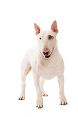 DOG 02 JE0086 01
Bull Terrier Standing On White Seamless