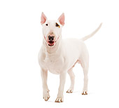 DOG 02 JE0087 01
Bull Terrier Standing On White Seamless