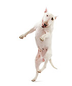 DOG 02 JE0088 01
Bull Terrier Jumping On White Seamless